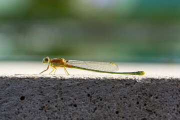 Close up image of Female Common bluetail damselfly