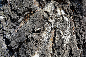 Background of bark of a tree in a pine forest