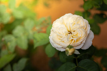 Roses in the garden