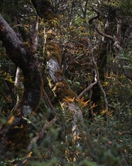 rain fores nature with river stream and trees and plans green brown and yellow colors