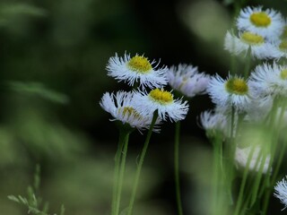 white daisies in a field