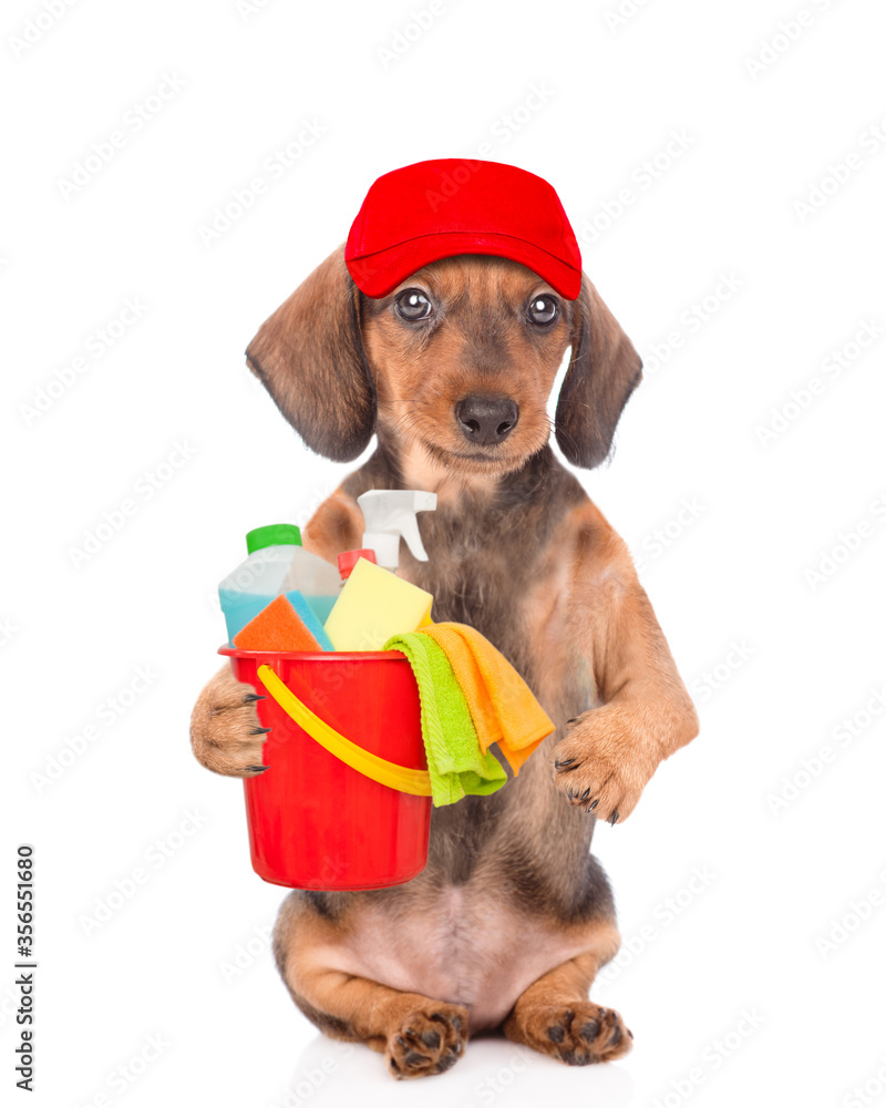 Poster dachshund puppy wearing red cap holds bucket with washing fluids in it paw. cleaning concept. isolat