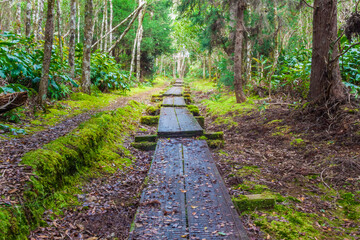 The Pihea Trail Leads Through The Alaka'i Swamp, Koke'e State Park, Kauai, Hawaii, USA