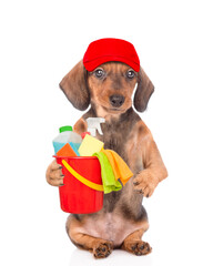 Dachshund puppy wearing red cap holds bucket with washing fluids in it paw. Cleaning concept. isolated on white background