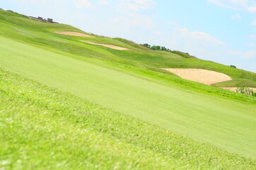 landscape with green grass and blue sky