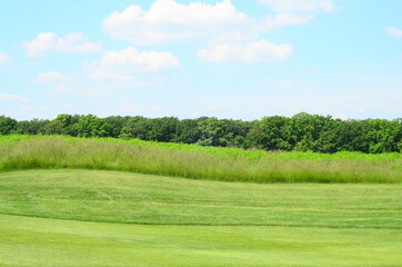 green grass and blue sky