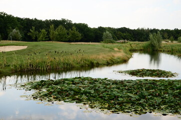 lake in the woods