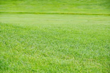 green grass field background