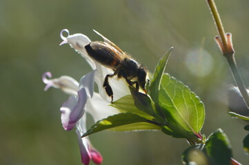 Bee Collecting Photo