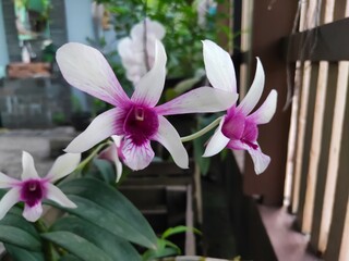 Dendrobium Caesar orchid in garden. Beautiful Orchid for Home Decoration. Blurry Background