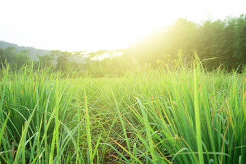 Lemongrass or Citronella grow in the vegetable garden, used as cooking spices and herbal medicine.