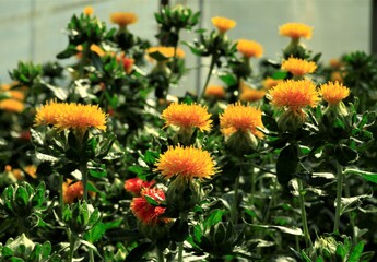 黄色の紅花咲いた