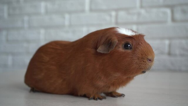 The red domestic guinea pig (Cavia porcellus), also known as cavy or domestic cavy