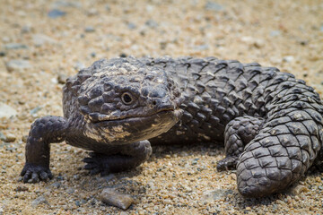 Shingleback, Two-Headed Skink, Stump-Tailed Skink, Bobtail - different names of the wild Australian lizard