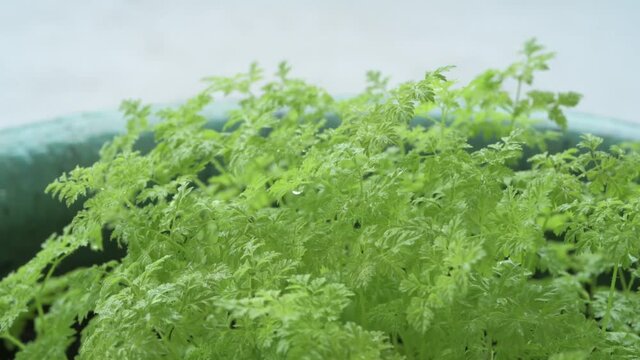 Chervil, sometimes called French parsley or garden chervil , is a delicate annual herb related to parsley.