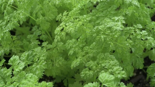 Chervil, sometimes called French parsley or garden chervil , is a delicate annual herb related to parsley.