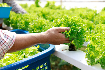 Hydroponics farm ,Worker testing and collect environment data from lettuce organic hydroponic vegetable at greenhouse farm garden.