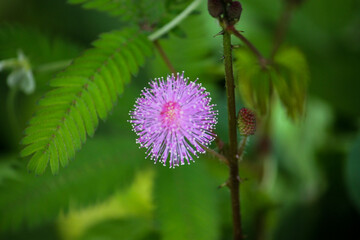 Thistle flower in bloom