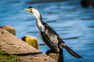 Australian pied cormorant (Phalacrocorax varius)