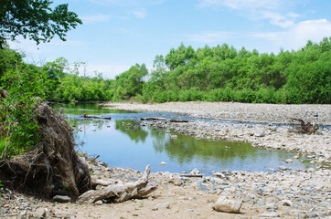 Mountain river scenery with uprooted tree in the foreground.