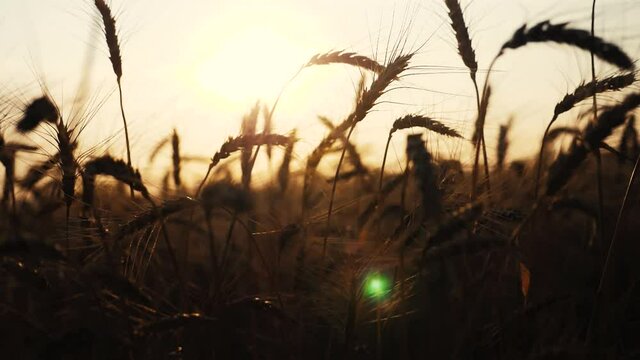 agriculture lifestyle concept a golden sunset over wheat field. wheat harvest ears slow motion video on background sky sunset