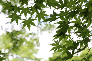 Green maple leaves against the sun