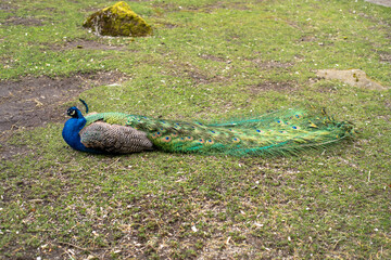 Male peacock resting on the ground.       Victoria BC Canada
