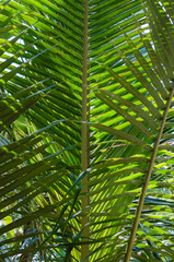 Fototapeta na wymiar Green Leaf of Coconut (or Cocos Nucifera is botanical name) for Natural Background.