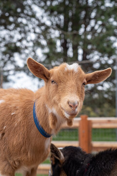 A closeup of goat face.    Victoria BC Canada
