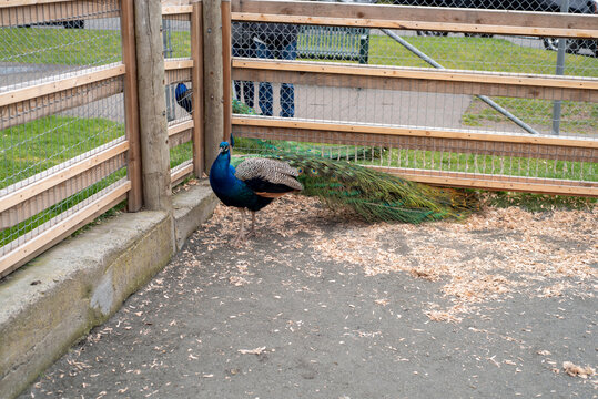 Male peecock perching on the ground.       Victoria BC Canada
