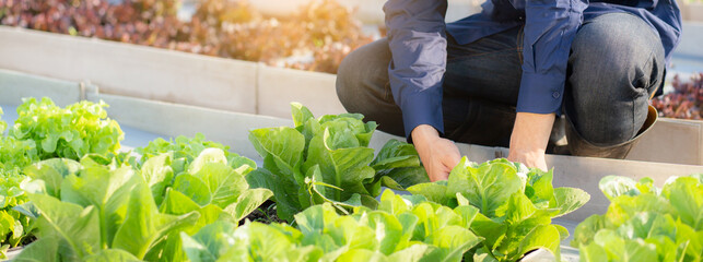 Closeup hands young man farmer checking and holding fresh organic vegetable in hydroponic farm,...
