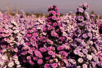 Pink,purple Margaret Flowers in garden.