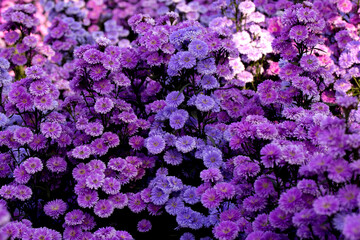 Pink,purple Margaret Flowers in garden.