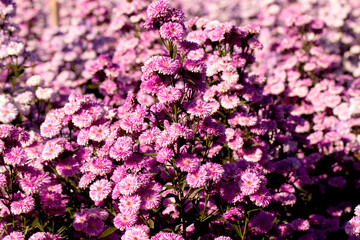 Pink,purple Margaret Flowers in garden.