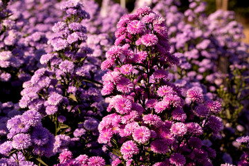 Pink,purple Margaret Flowers in garden.