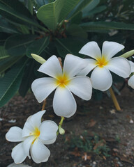 frangipani plumeria flower