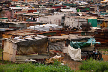 Corrugated metal and cardboard make up the construction materials for homes in a South African Township. - obrazy, fototapety, plakaty