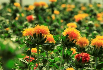 花盛りの紅花　