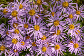 aster lilac daisy flower background