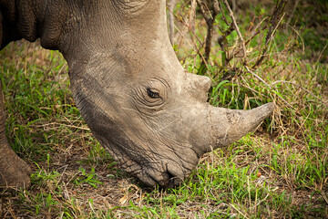 Obraz premium A closeup photo shows an African Rhino grazing.