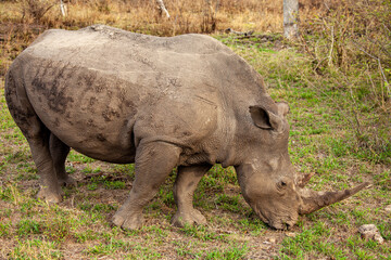 Obraz premium A large rhinoceros grazes on grass in the Mala Mala game reserve of South Africa.