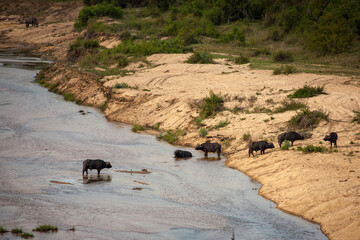 Water buffalo cross a river in Africa.