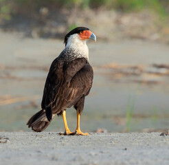 Northern crested caracara (Caracara cheriway) looking for food on the  sand beach, Galveston, Texas