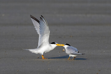 The male least tern is feeding the female on the sand beach, Galveston, Texas