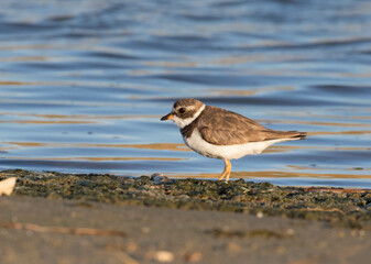 Semipalmated plover (Charadrius semipalmatus) in the sunset light, Galveston, Texas, USA