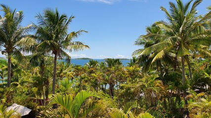 palm trees on the beach in Fiji