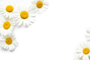 White background with chamomile. Flowers. Workspace. Blank for greetings. Isolated