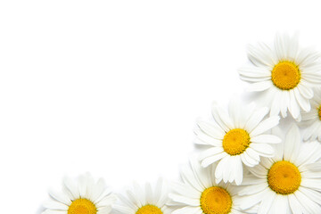 White background with chamomile. Flowers. Workspace. Blank for greetings. Isolated