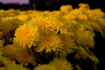 Close-Up  Of  Yellow Flowering Plants
Chrysanthemums flowers