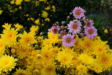 Close-Up  Of  Yellow Flowering Plants
Chrysanthemums flowers